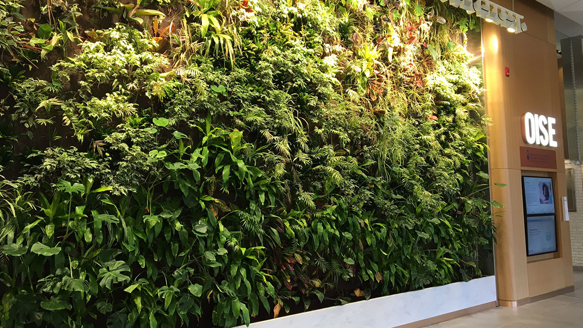 Living wall located in OISE lobby