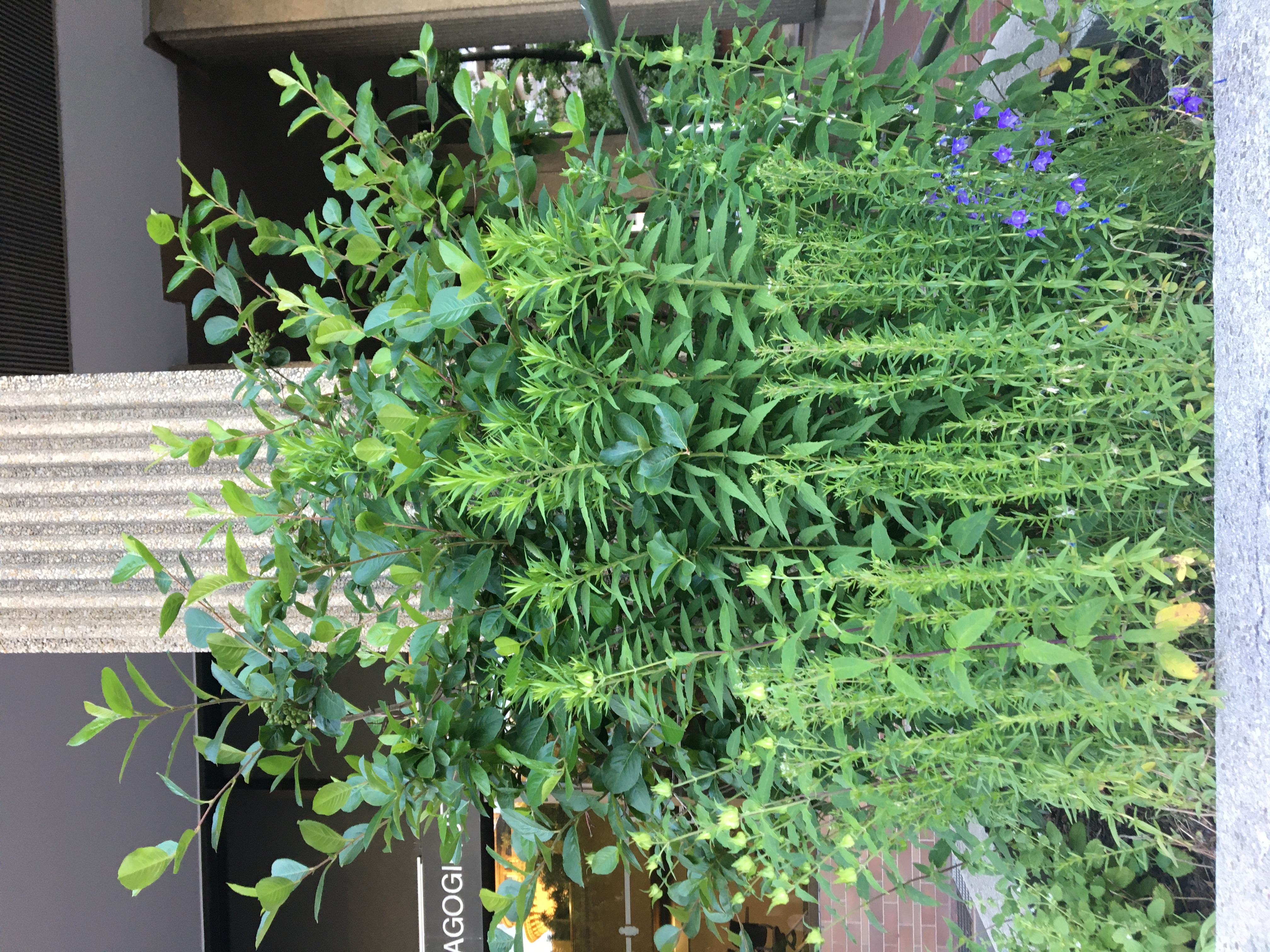 Wall of greenery in outdoor planter