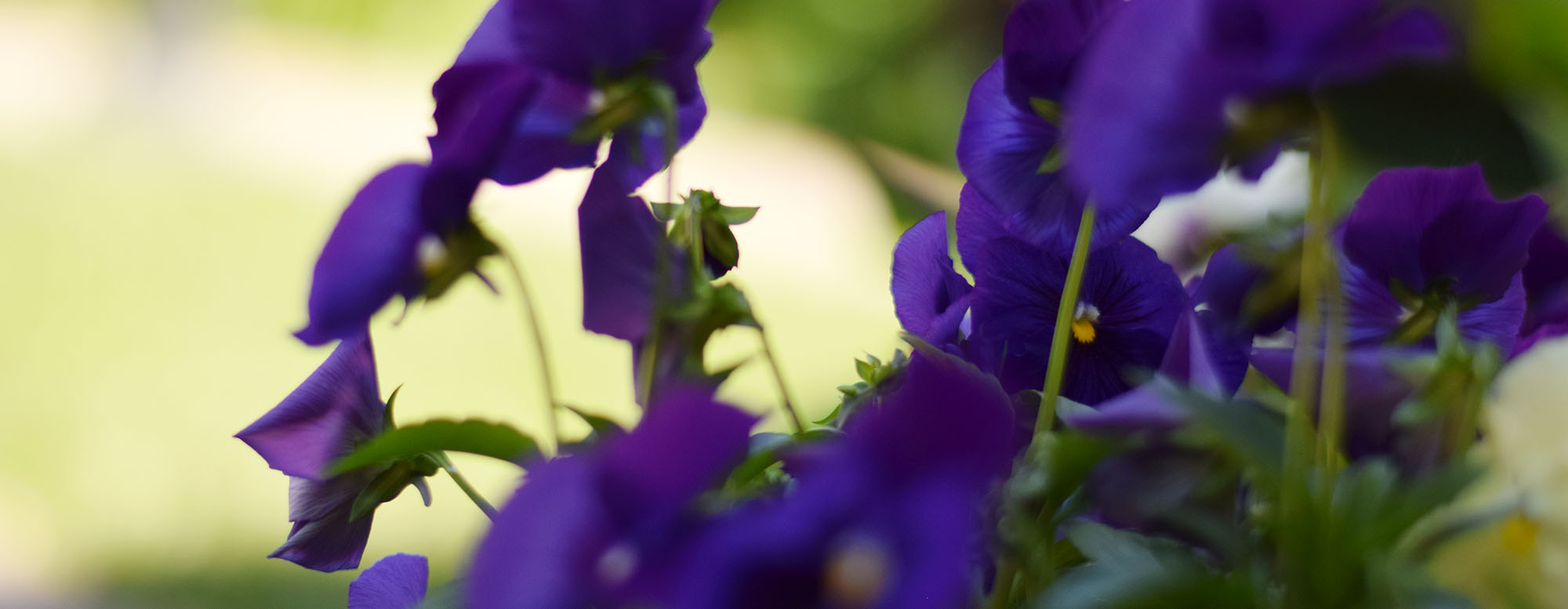 A purple flower outside the University of Toronto Convocation Hall.