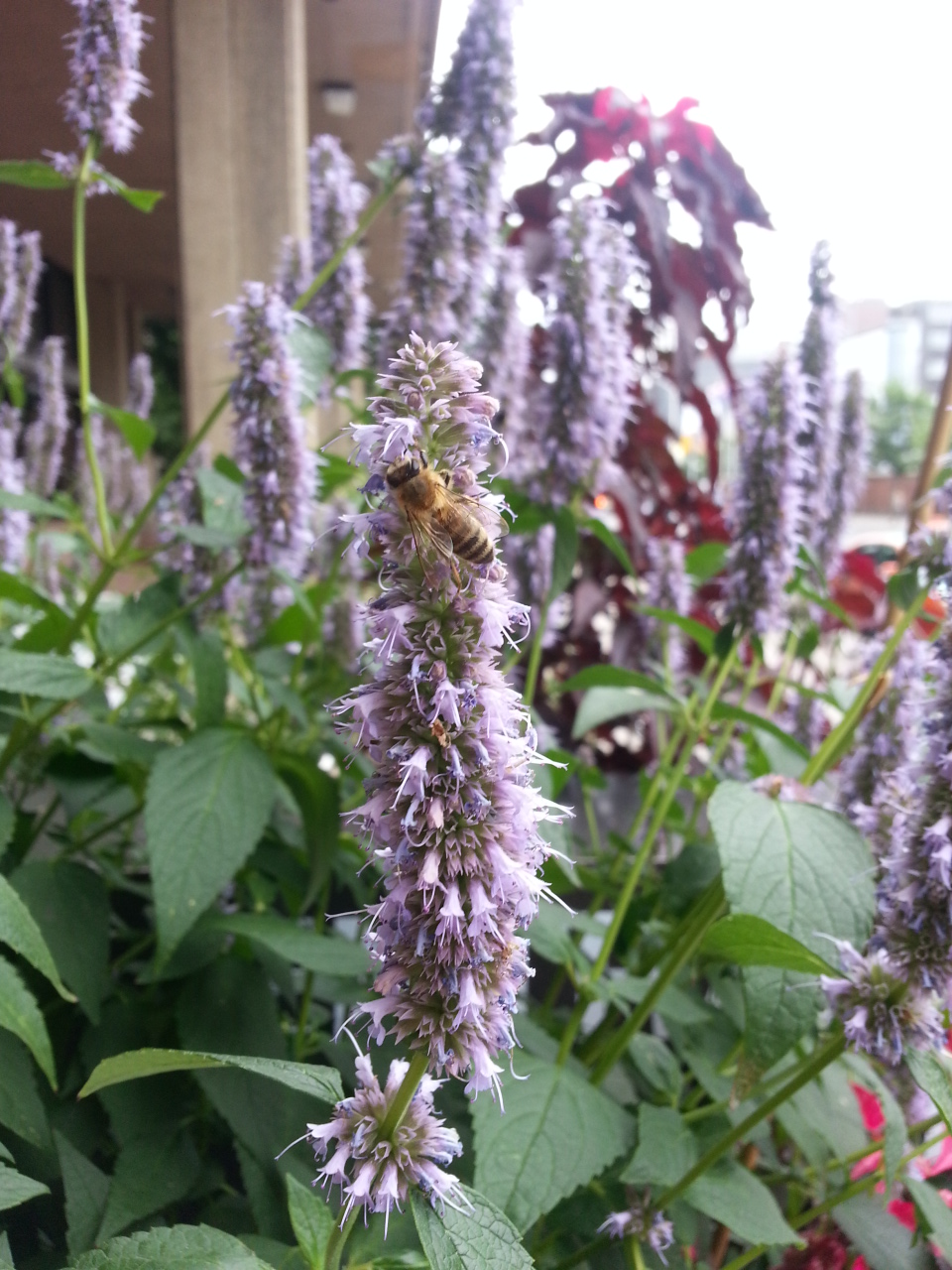 Purple flower head on tall, leafy stem