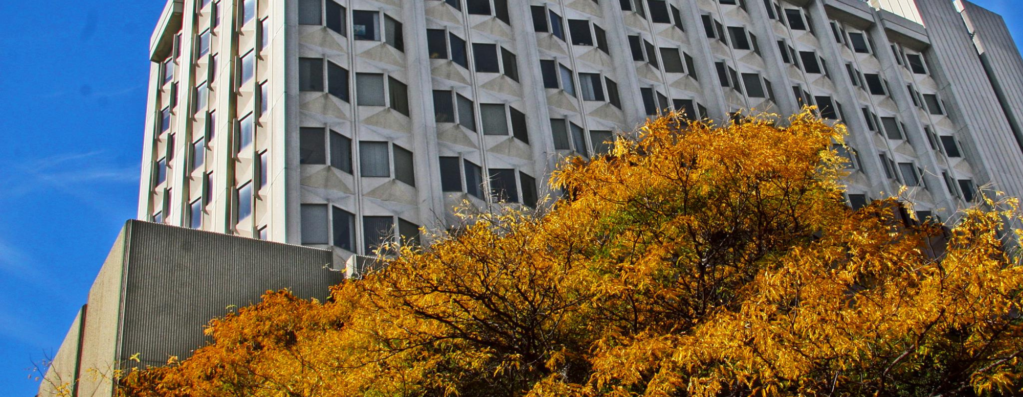 Upward view of OISE building with Fall trees in the foreground