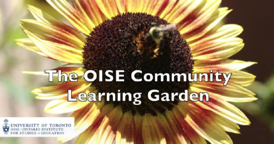 Intro to OISE’s Community Learning Garden -cropped