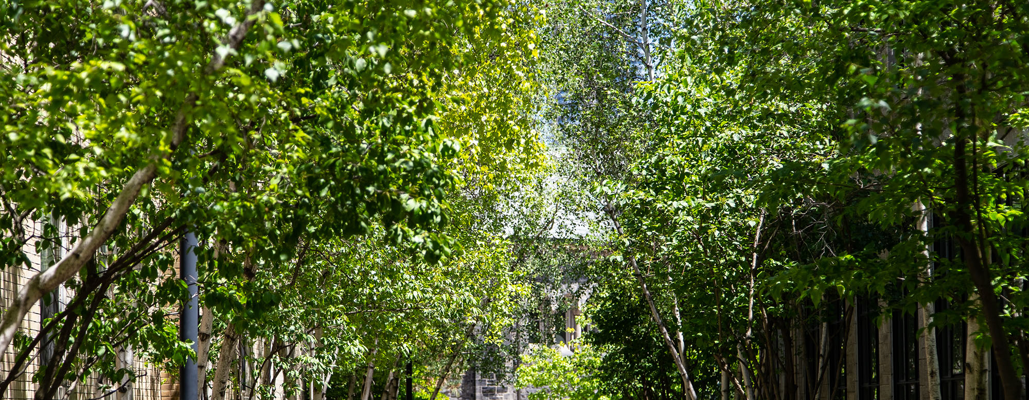 Trees at the University of Toronto along a walkway.