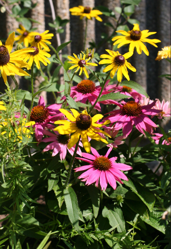 Saving Seeds for Spring