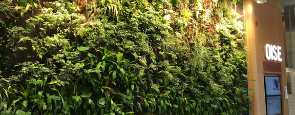 Living plant wall in OISE's lobby