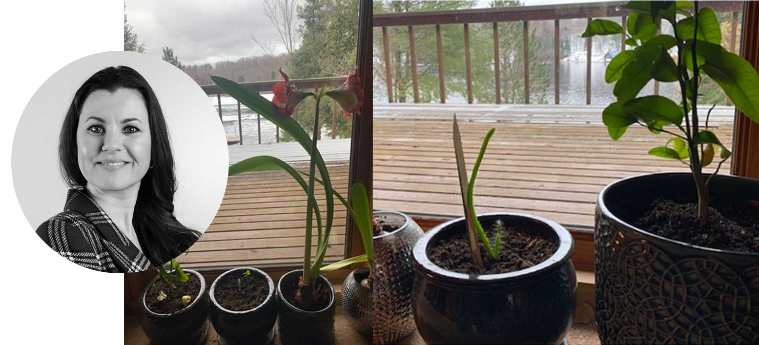 Julia's dragon fruit plants