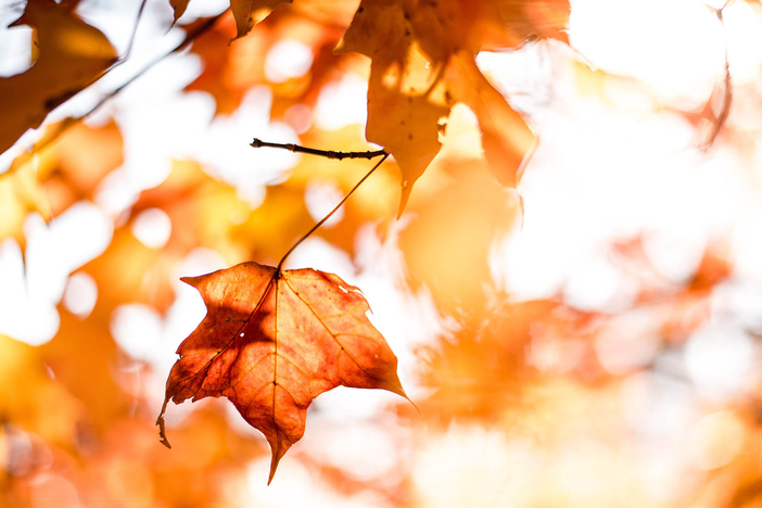 Fall leaves