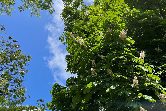 tree against blue sky with light cloud