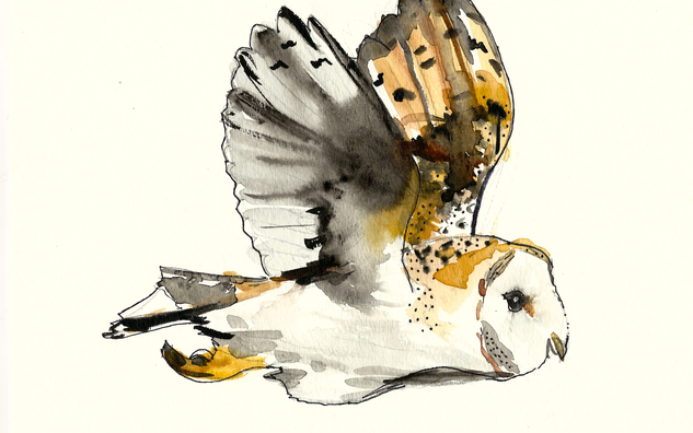 FLAP installation: example for bird drawing/painting - owl flying
