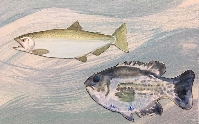 Fish installation with blue background