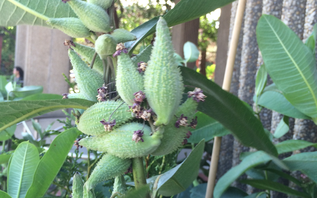 Milkweek pods
