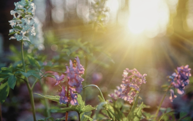 Nature