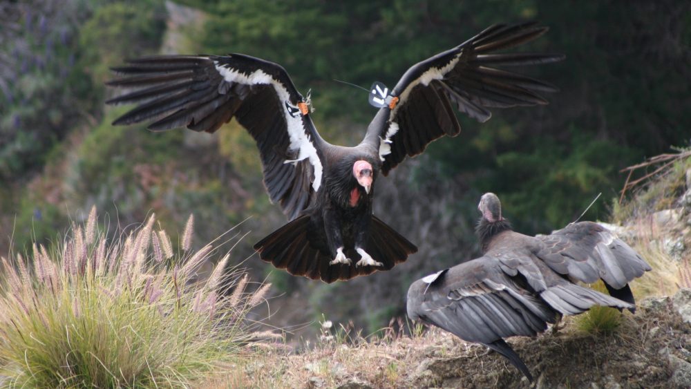 A large bird flying towards another bird that is standing on the ground.