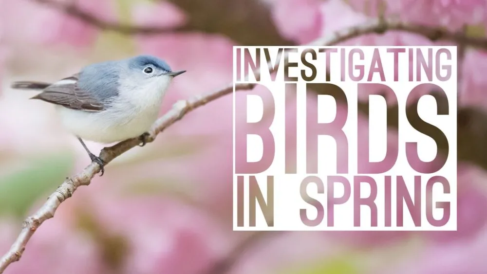 Investigating Birds in Spring