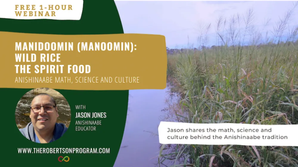 Manidoomin (Manoomin): Wild Rice the Spirit Food (an online webinar) graphic.