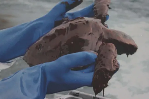 A close-up of a person’s hand cradling a turtle covered in oil, highlighting the turtle's textured shell and the person's careful grip.