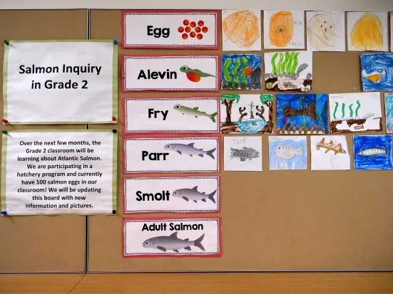 A series of illustrations outlining the stages of a salmon's life