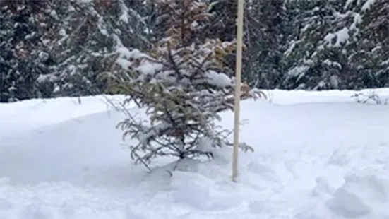 A measuring stick standing in snow