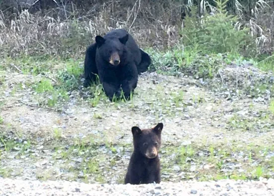 A black bear lying down in the background and a bear cub standing in the foreground in a natural setting.