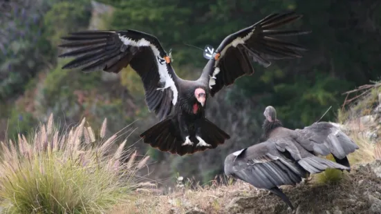 A large bird flying towards another bird that is standing on the ground.