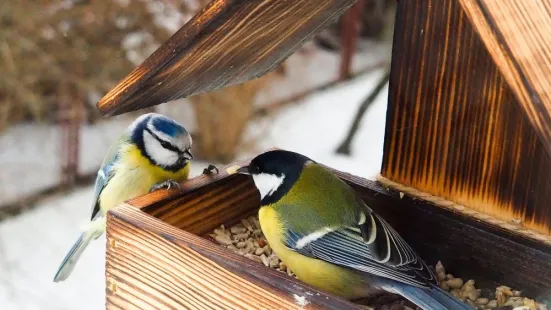 Two birds eating seeds out of a bird feeder.