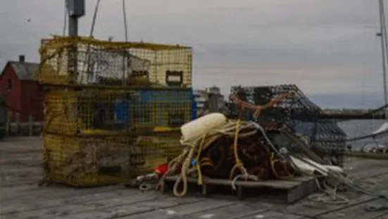 A dock with yellow metal cages, ropes, and buoys, with a body of water and buildings in the background.