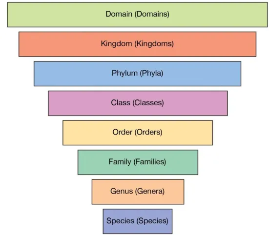 An image highlighting taxonomies.