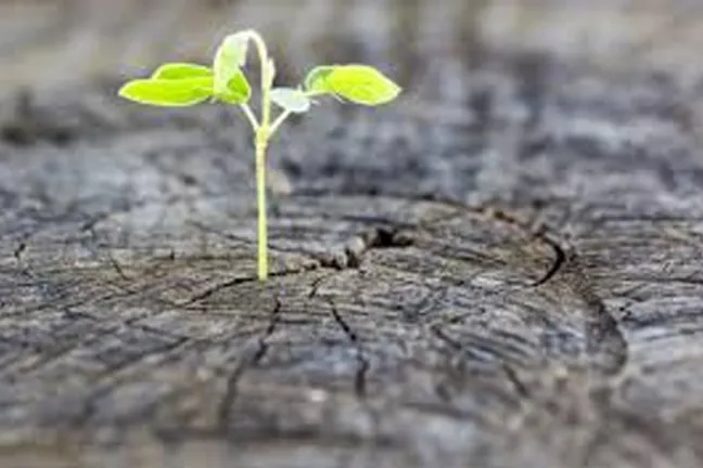 A plant growing from a tree trunk.