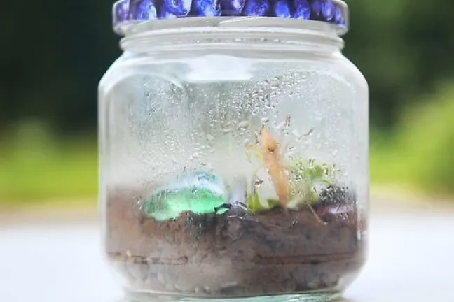 A terrarium.