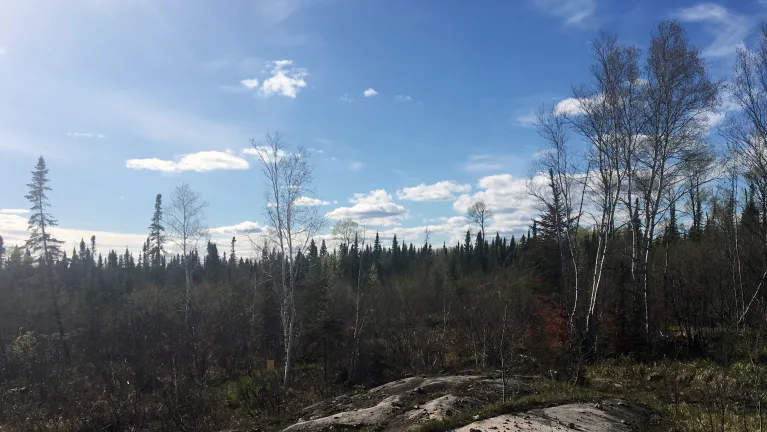 An outdoor landscape with trees and a blue sky.